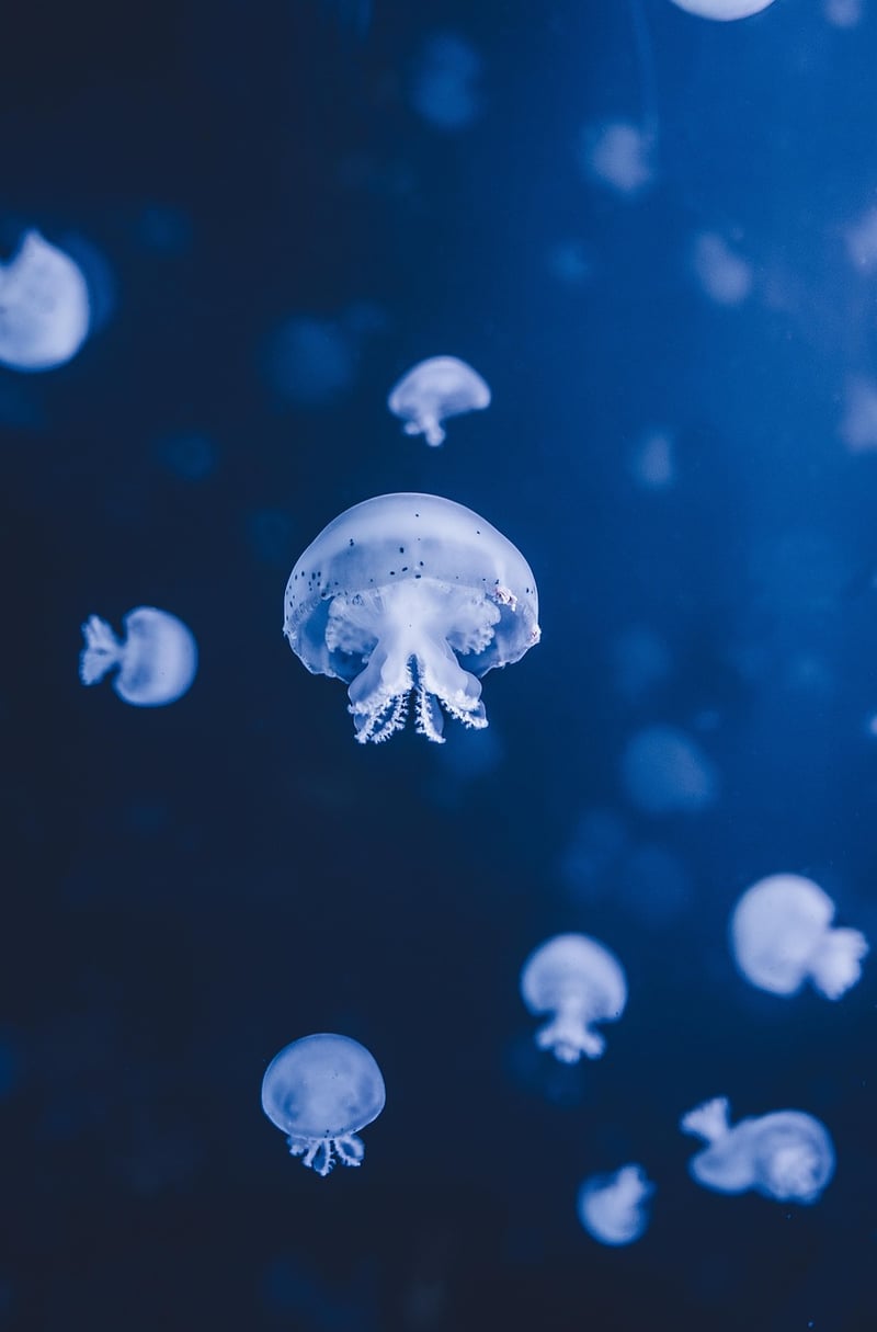 Under the Sea